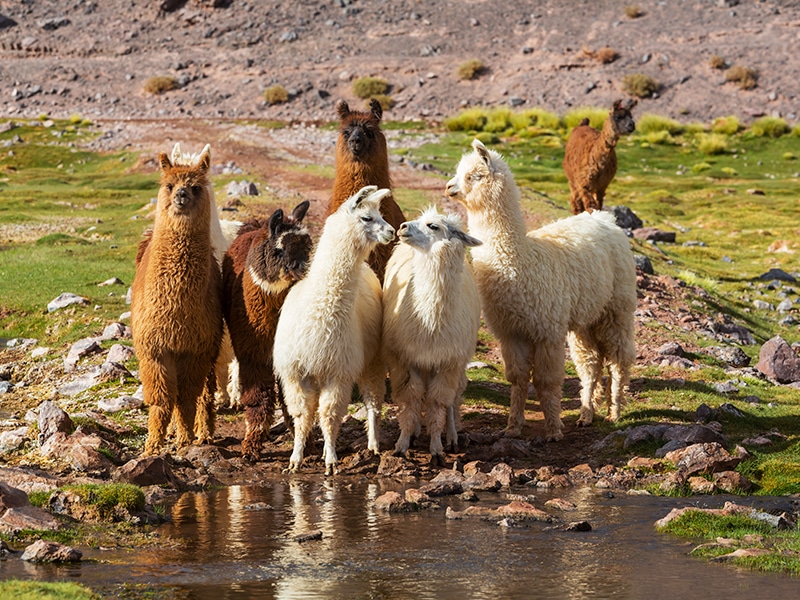 [YOUR KEYPHRASE HERE] - High-altitude landscapes and colonial villages in Northwest Argentina