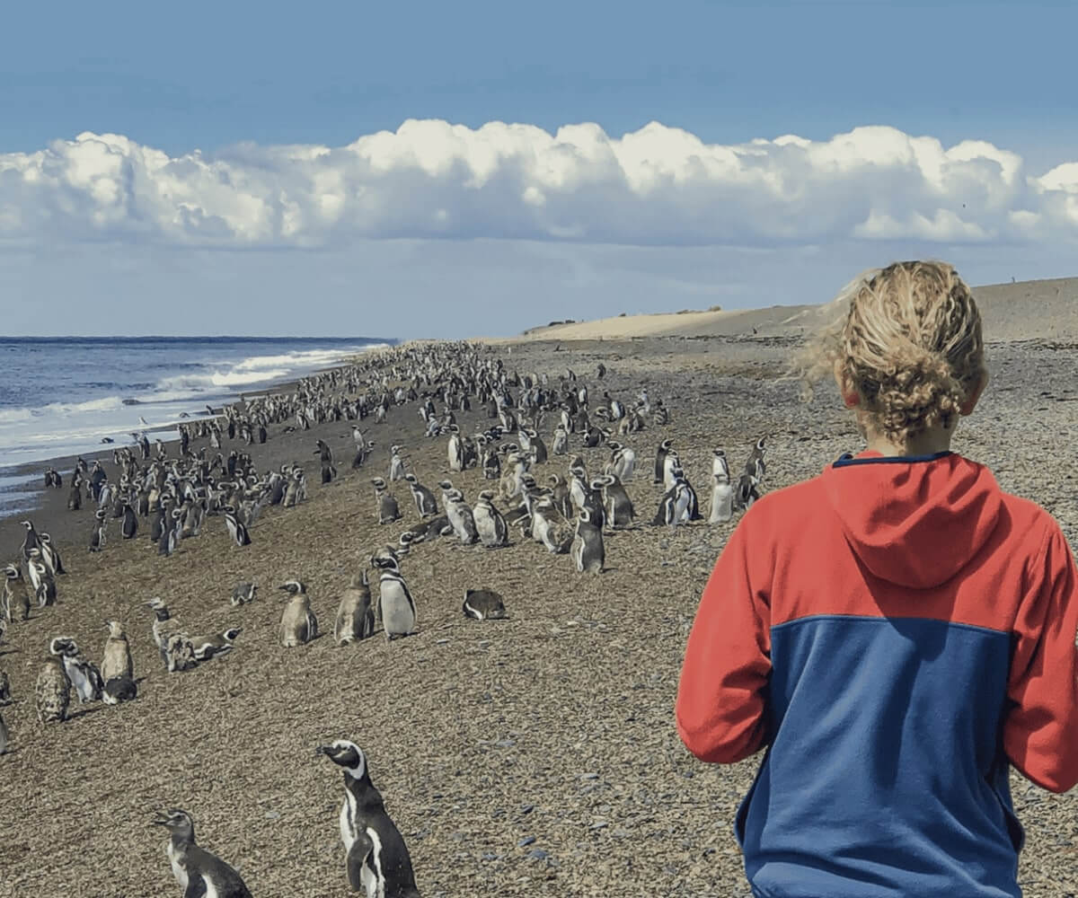 Wildlife spotting penguins in Patagonia