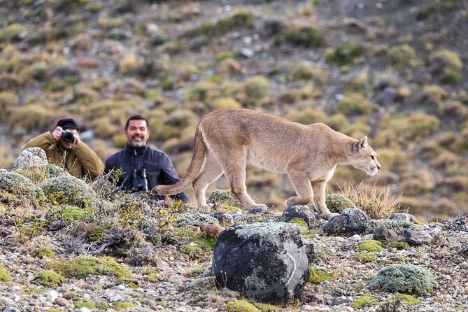 Puma-Tracking