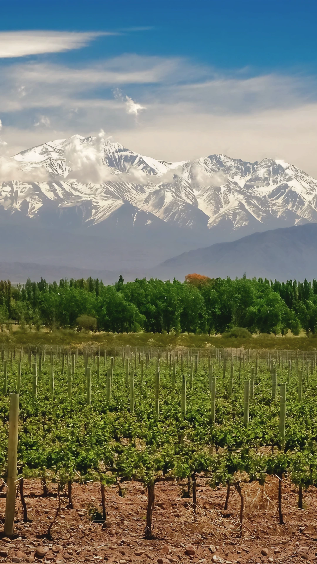 Exclusive wine tasting and vineyard tours in Mendoza